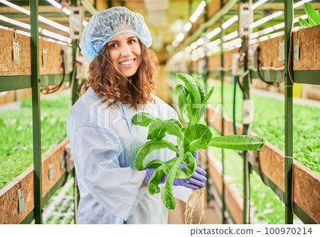 Female gardener holding pot with green arugula plant in greenhouse. Portrait of woman in work overalls looking at camera and smiling while standing in aisle between racks with plants. Female gardener holding pot with green arugula plant in greenhouse. Portrait of woman in work overalls looking at camera and smiling while standing in aisle between racks with plants. 100970214