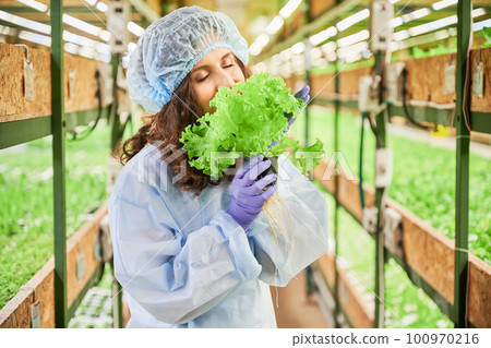 Female gardener smelling green lettuce leaves in greenhouse. Woman in garden rubber gloves holding pot with green plant and enjoying scent of fresh aromatic leaf. 100970216