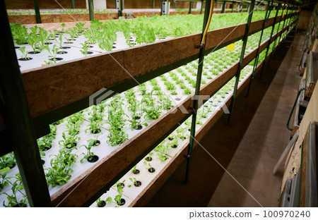 Shelving unit with green leafy plants growing in garden pots in greenhouse. Shelves with round-shaped holes for garden pots with leafy greens. 100970240