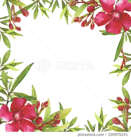 Watercolor illustration of Oleander. Set with flowers and leaves. Hand-drawn isolated clip art on a white background. Bright watercolor for holiday cards, wedding invitations, textiles, print design 100970241
