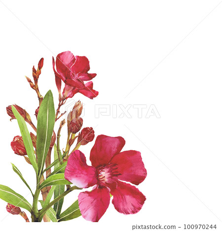 Watercolor illustration of Oleander. Set with flowers and leaves. Hand-drawn isolated clip art on a white background. Bright watercolor for holiday cards, wedding invitations, textiles, print design 100970244