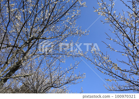 White plum and blue sky 100970321