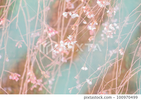 Weeping cherry blossoms herald the arrival of spring [Spring] 100970499