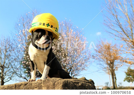 Mighty，一隻戴著黃色防災頭盔的波士頓梗犬，背景是粉紅色的花草樹木 100970658