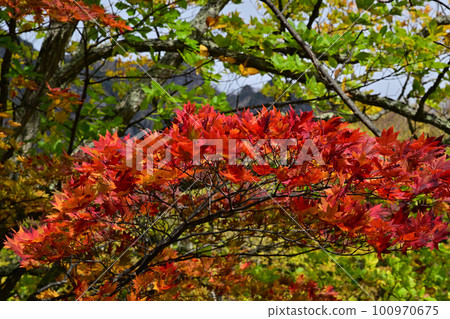 層雲峽紅葉谷附近的秋葉 100970675