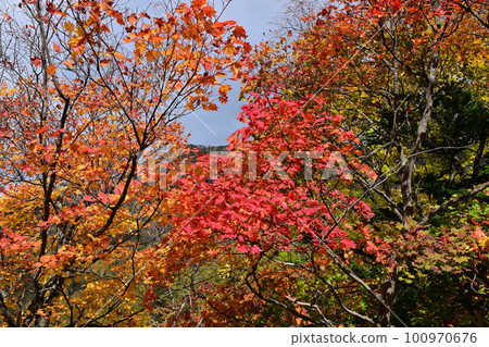 層雲峽紅葉谷附近的秋葉 層雲峽紅葉谷附近的秋葉 100970676