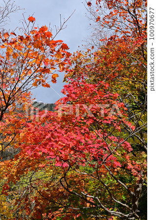層雲峽紅葉谷附近的秋葉 100970677