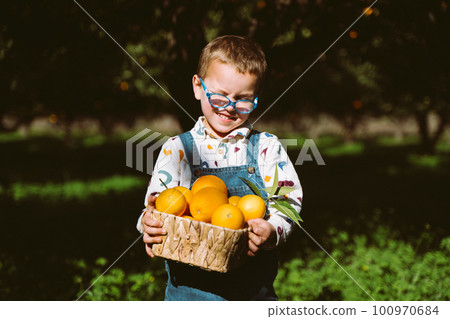 Portrait of Cute Little Farmer Boy Holding Wicker Basket full of fresh Organic Oranges. Happy child kid in eyeglasses harvest vegetable fruit in green orange garden outdoors with trees on background 100970684