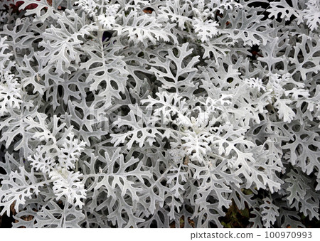 Beautiful openwork leaves of Silver ragwort. Close up photo of Cineraria maritima leaf of gray color 100970993