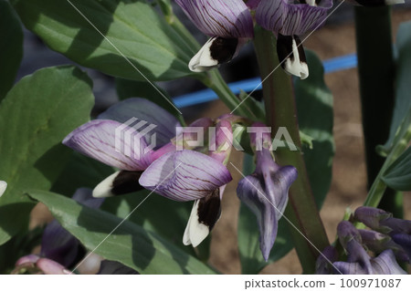 Broad bean growing close-up 100971087