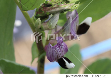 Broad bean growing close-up 100971088