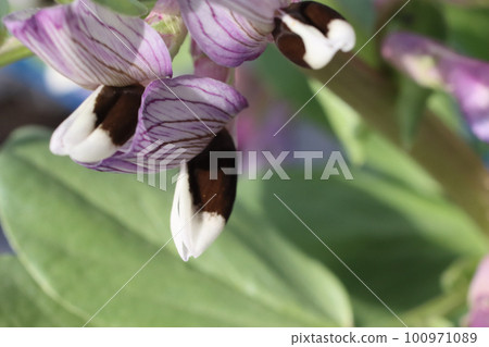蠶豆生長特寫 100971089