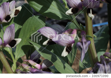 Broad bean growing close-up 100971090
