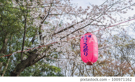 櫻花與燈籠｜千葉城/櫻花節 100971162