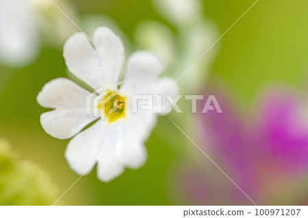 房子周圍的開花植物 不同的季節 早春盛開的小花 100971207
