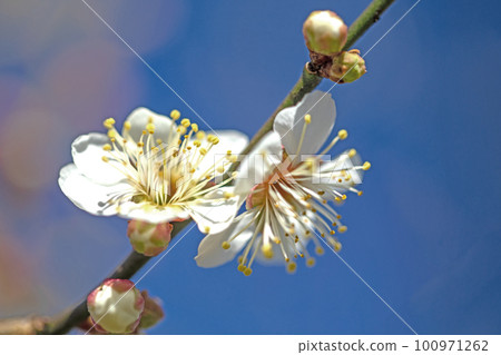 Flowering plants around the house Various seasons Small flowers blooming in early spring Flowering plants around the house Various seasons Small flowers blooming in early spring 100971262