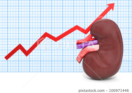 Human Kidney with growing chart. 3D rendering 100971446