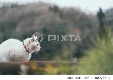 一隻白貓坐著凝視的照片 一隻白貓坐著凝視的照片 100971509