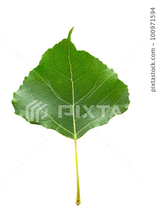 Green leaf poplar isolated on white background. Green leaf poplar isolated on white background. 100971594
