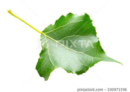 Green leaf poplar isolated on white background. 100971596