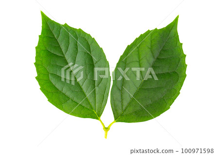 Green sprig of mock orange or jasmine leaves isolated on white background. 100971598