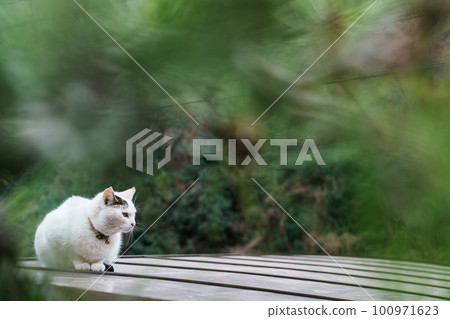 一隻白貓坐著凝視的照片 100971623