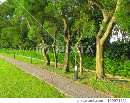 a path though an ancient woodland or forest 100971851