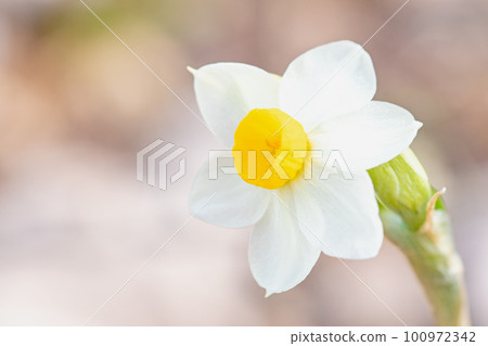 The flowers around the house, the various seasons, the glow of spring, the white daffodils 100972342