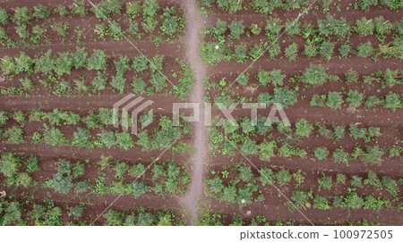 Chili farm seen from above using drone 100972505