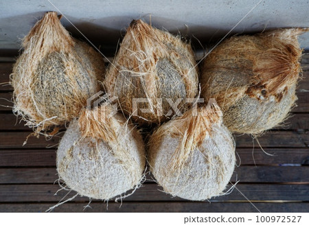 This old coconut will be processed by indonesian citizens into kueh or pudding etc. 100972527