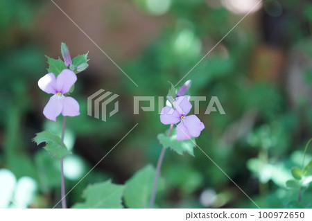 飛行Aracaitoow花 100972650