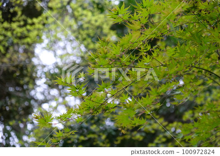 Fresh leaves of young leaves shining in light Fresh leaves of young leaves shining in light 100972824