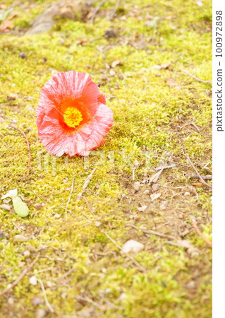 落下的粉紅色山茶花額外描邊2 100972898