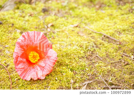落下的粉紅色山茶花額外描邊1 100972899