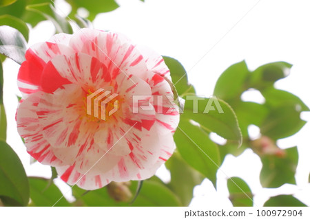 條紋山茶花日暮 3 100972904