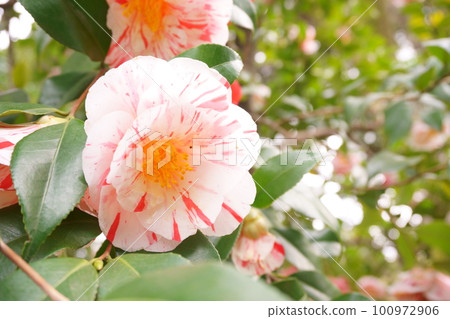 條紋山茶花日暮 1 100972906