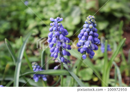 Blue Muscari Flower Blue Muscari Flower 100972950