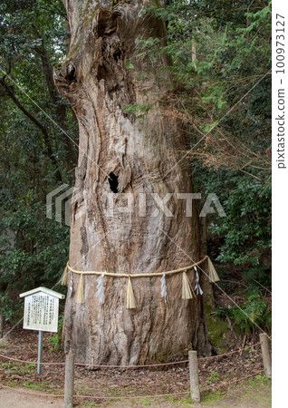 愛媛縣大三島大山見神社的樟樹之一 愛媛縣大三島大山見神社的樟樹之一 100973127