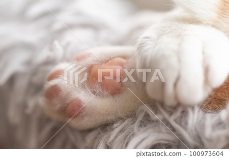 cute cat paws cute cat paws 100973604