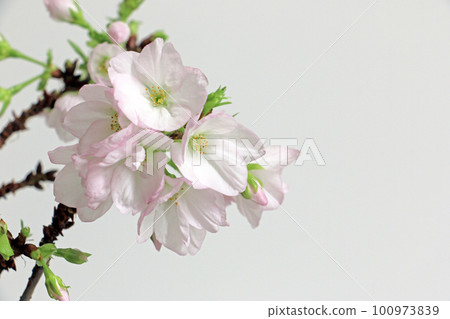 Potted Asahiyama cherry blossoms Potted Asahiyama cherry blossoms 100973839