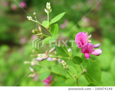 Hagi flowers blooming in the park in the morning 100974149