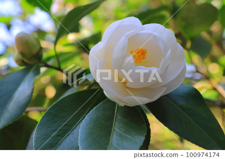 Camellia "white peony" Camellia "white peony" 100974174