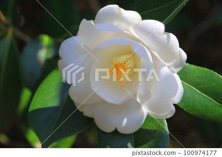 Camellia "white peony" 100974177