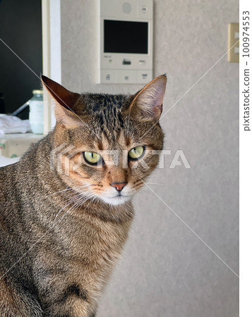 tabby cat sitting on the dining table 100974553