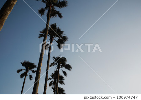Palm trees and the sky 100974747