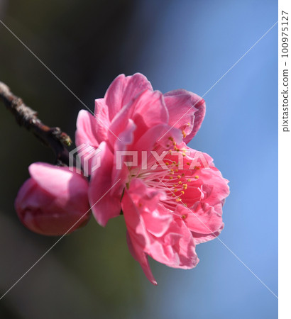 Pink Genpei Peach Close-up 100975127