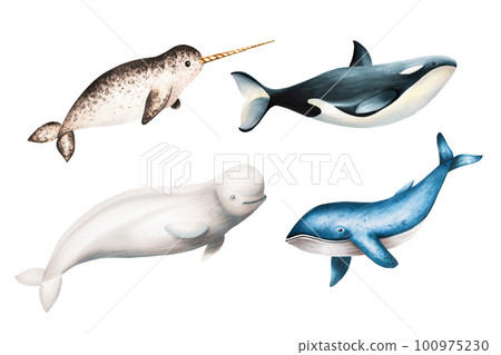 Watercolor narwhal with long tusk, blue whale, beluga and killer whale isolated on white background. Hand painting realistic Arctic and Antarctic ocean mammals. For designers, decoration, postcards Watercolor narwhal with long tusk, blue whale, beluga and killer whale isolated on white background. Hand painting realistic Arctic and Antarctic ocean mammals. For designers, decoration, postcards 100975230