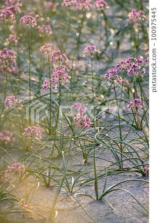 Rakkyo no Hana（鳥取縣北榮市） 100975445