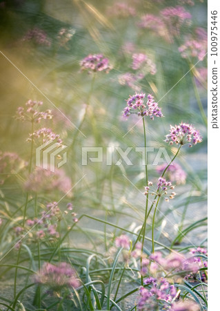 Rakkyo no Hana（鳥取縣北榮市） 100975446