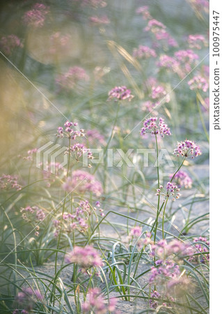 Rakkyo no Hana（鳥取縣北榮市） 100975447